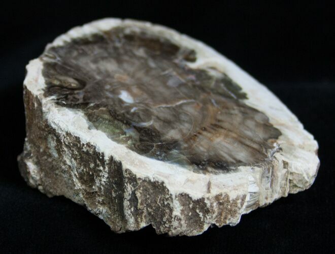 Petrified Wood - Limb Slice From Madagascar #2235